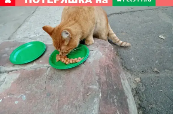 Найден домашний кот на ул. Расплетина, 17, Москва