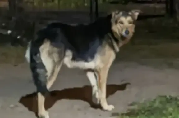 Найден пес в Приветнинском с хромой лапой!