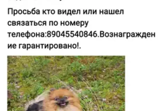 Собаки потеряшки, Санкт-Петербург, фото: Потеряшка собака на ул. Карбышева, СПб