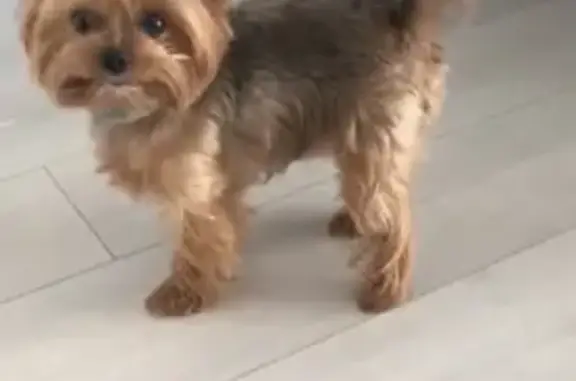 Собаки потеряшки, Санкт-Петербург, фото: Потеряшка собака Моника в СПб, ул. Циолковского