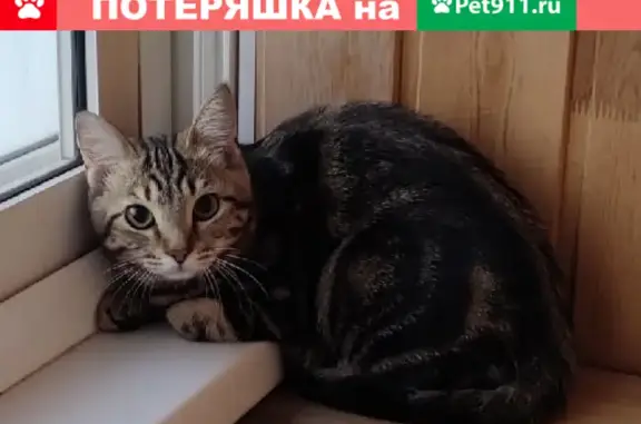 Пропала кошка на Шилкинской, 11, Владивосток
