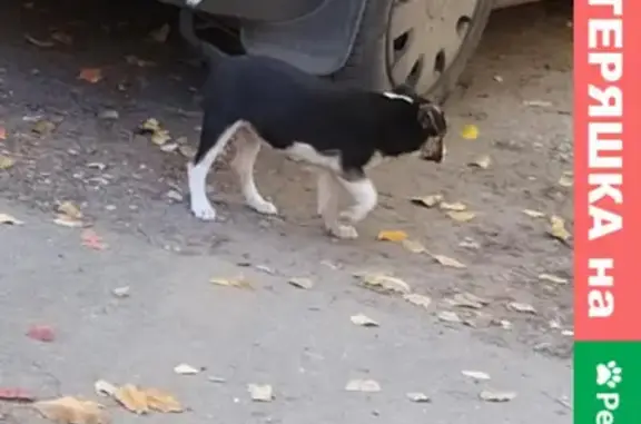 Собака на Московской в Заводском районе.