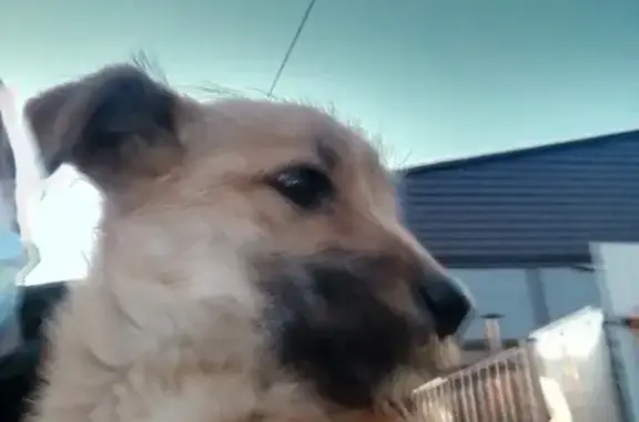 Собака найдена на Байкальской, Иркутск