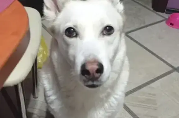 Потерянные животные Липецк, фото: Пропала собака на Богатырской, Липецк