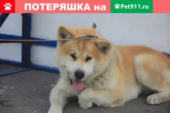 Пропала собака Немо в районе Читугаша, Прокопьевск