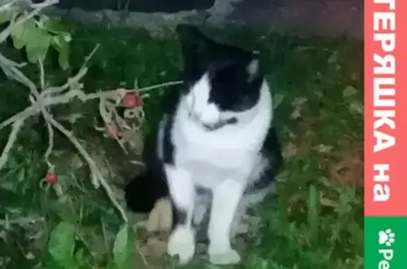 Найдена кошка на ул. Крупская, Балашиха