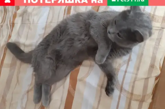 Найден домашний кот без ошейника в Краснодаре на ул. Солнечной