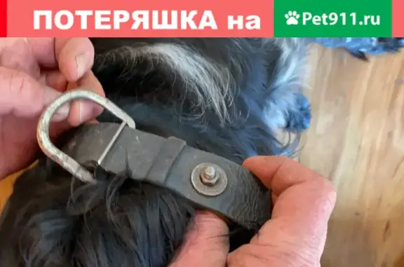 Найдена собака и кабель на Железнодорожном проезде, Барнаул