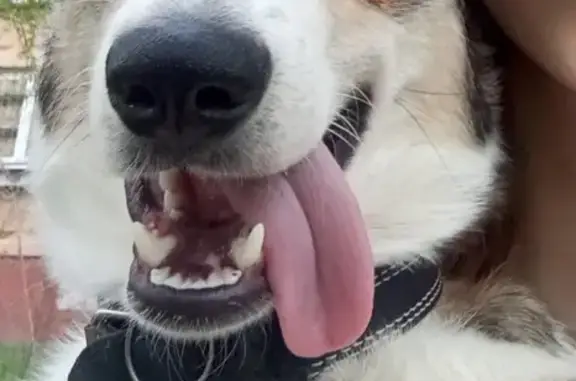 Собаки потеряшки, Нижний Новгород, фото: Потеряшка кабель Итан на Волжской набережной