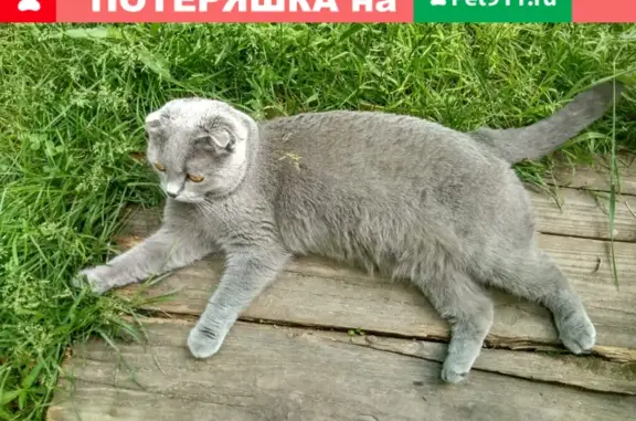 Пропала кошка на Бойцовой, Москва