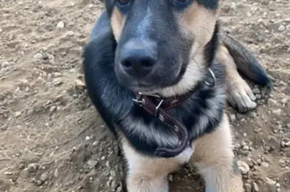 Найдена собака в парке Кузьминки, Москва