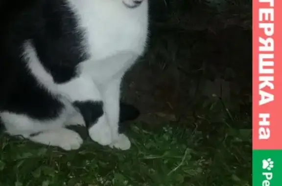 Найдена кошка Кот в Балашихе на улице Крупской
