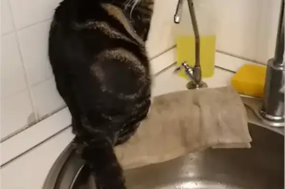 Кошки потеряшки, Санкт-Петербург, фото: Потеряшка кошка в Калининском районе, Светлановский пр-кт, д. 66