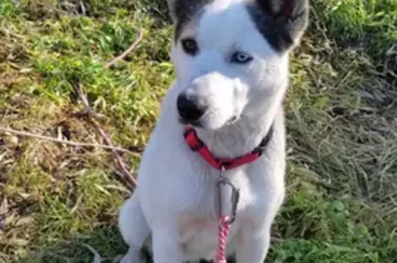 Найдена собака в Южном Домодедово - помощь в поиске хозяев