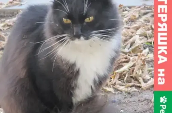 Найдена кошка в Видном, рядом с голубятней (дома ПЛК 39,37)