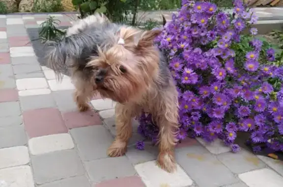 Найдена собака, Ростов-на-Дону, фото: Найден йоркширский терьер без ошейника на ул. Дачной