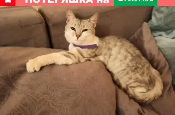 Ласковая кошка на Маршала Жукова, 1