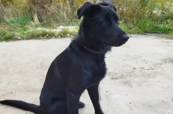 Ухоженный пес ищет хозяина на Вятской улице, Нижний Новгород