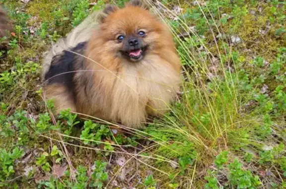 Собаки потеряшки, Санкт-Петербург, фото: Потеряшка собака Шпиц на Новороссийской улице, СПб