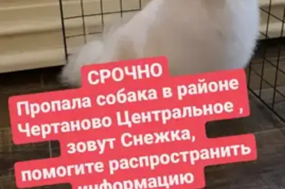 Пропала собака шпиц Снежка, ул. Красного Маяка, 10, Москва