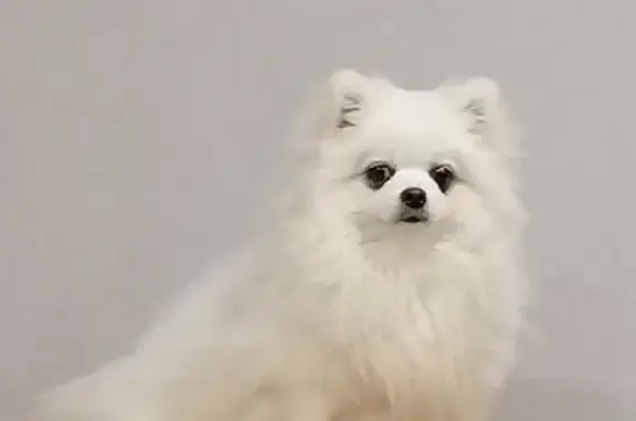 Собаки потеряшки, Нижний Новгород, фото: Потеряшка собака на Чонгарской 43а, Нижний Новгород