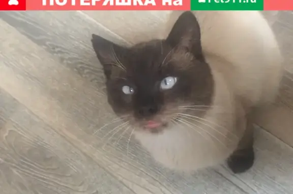 Найден сиамский кот на ул. 20 Января, 11 в Можайске