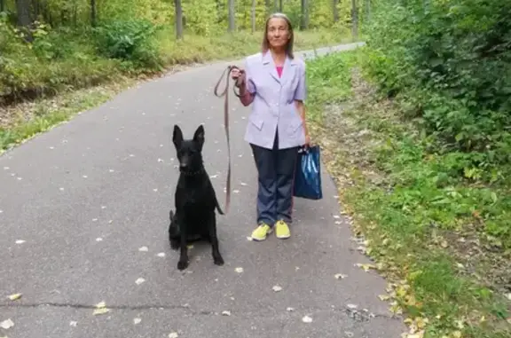 Собаки потеряшки, Ульяновск, фото: Потеряшка собака на пр-те Ленинского Комсомола д. 24