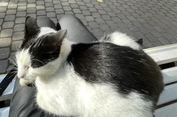 Найдена кошка на Тверской, д. 18-20