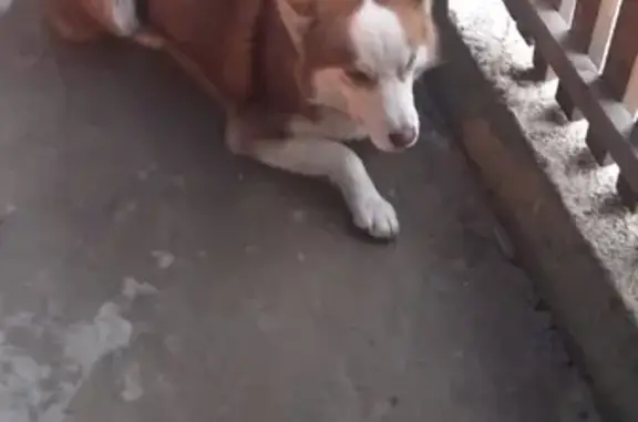 Найдена собака на улице Бутина, Чита
