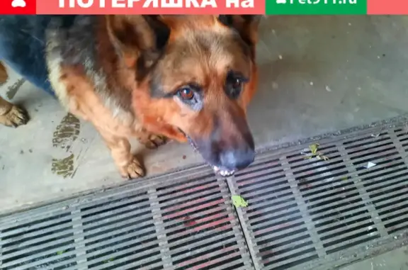 Найдена собака рядом с остановкой Дубенского в Красноярске