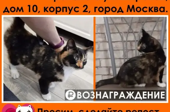 Найдены трехцветные кошки в Москве, г. Кашира!