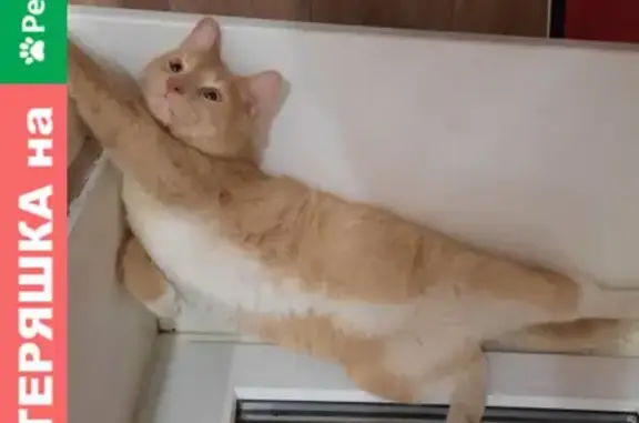 Кошки потеряшки, Санкт-Петербург, фото: Потеряшка кошка Сёма на Аэродромной улице, 7 к3