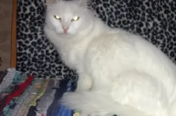 Найдена белая кошка на улице Мирная