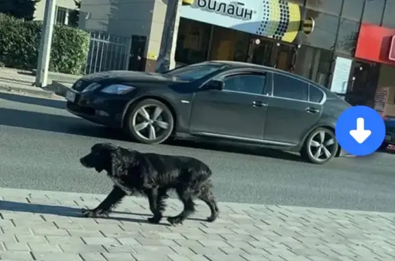 Пропала собака на Водопроводной улице в Астрахани