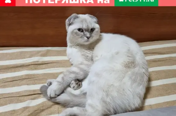Пропала кошка Белла на ул. Ф. Полетаева, Москва