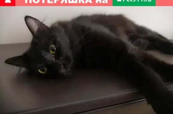 Найдена кошка седого окраса на пр. Ленина, Волгоград