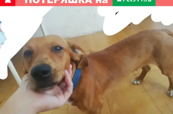 Собаки потеряшки, Калининград, фото: Потеряшка такса Коди на Южной улице, 15