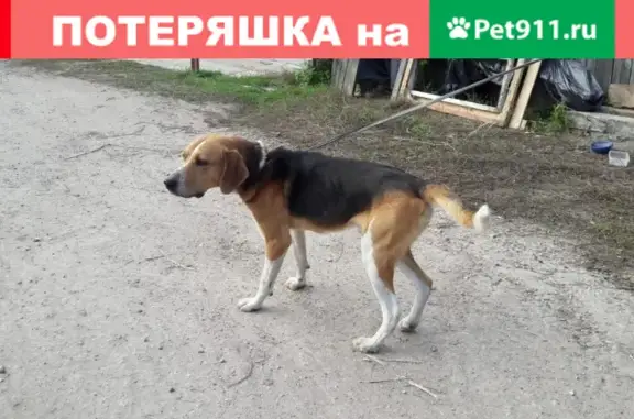 Найдена собака, Москва, фото: Найдена худая собака в Подмосковье, ищем старых хозяев, наро-фоминское шоссе