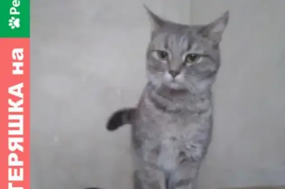Найдена серая кошка на Каширской улице в Ростове-на-Дону