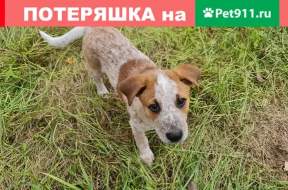 Найден бело-рыжий щенок на Новой Московской, 24