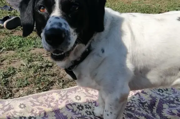 Собаки потеряшки, Нижний Новгород, фото: Потеряшка собака на Комсомольской площади, Нижний Новгород