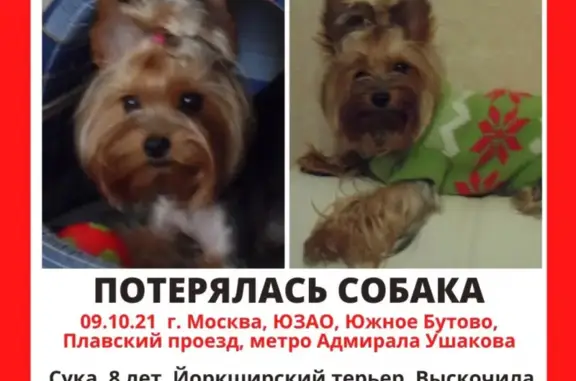 Пропала ласковая собака на Плавском проезде, Москва