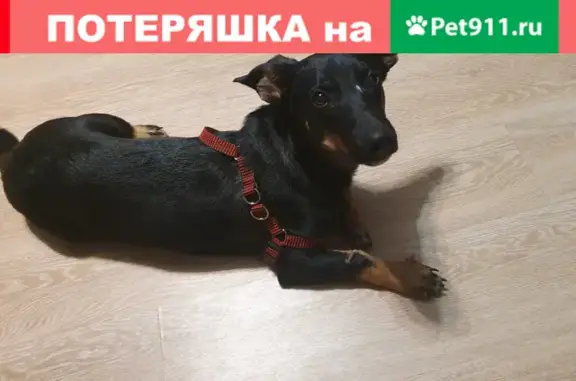 Найдена собака на улице Марченко в Челябинске