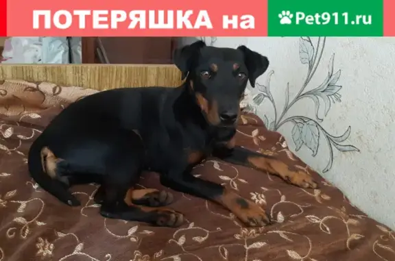 Пропала собака Карликовый пинчер, девочка на улице Боковая, 14.