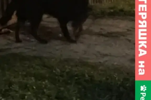 Найдена смышлёная собака в Наро-Фоминске! SOS!
