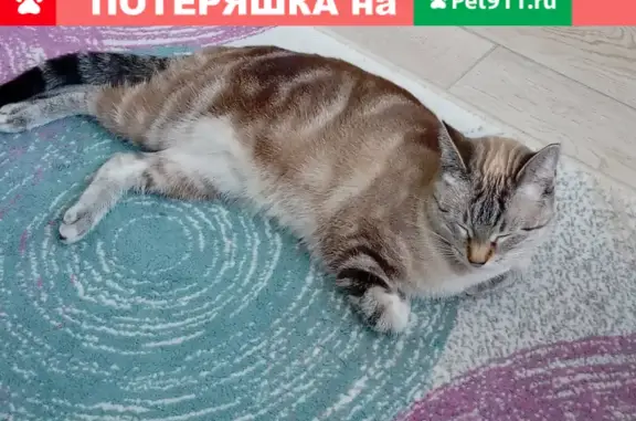 Пропала кошка Ася на Дубнинской улице, Москва