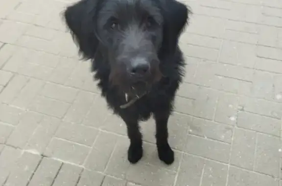 Собака найдена на ул. Свободы, 40 в Н. Новгороде.