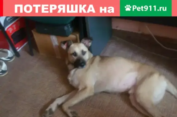 Найдена собака в Ленсоветовском: молодая, добрая и ищет дом.