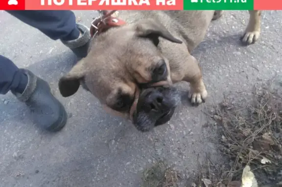 Собака найдена в Сормово, Торфяная ул. 33 лит26