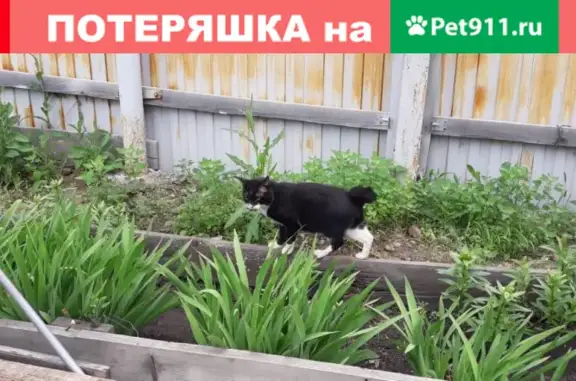 Пропала кошка Кеша в СНТ Светофор, Иркутск.